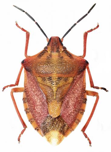 Réf. 180 454 : Carpocoris purpureipennis